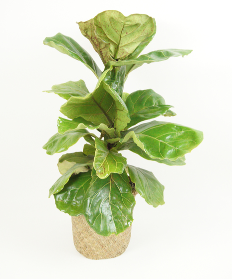 6 INCH FIDDLE LEAF FIG