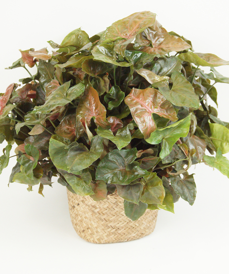 6 INCH NEPHTHYTIS