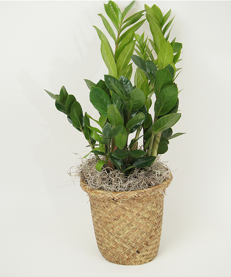 6 Inch ZZ Plant