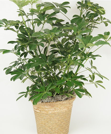 8 INCH ARBICOLA