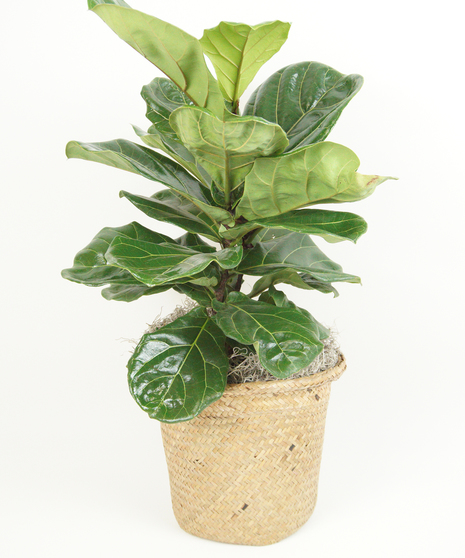 8 INCH FIDDLE LEAF FIG