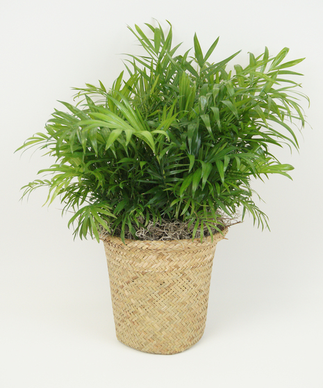 8 INCH NEANTHE BELLA PALM
