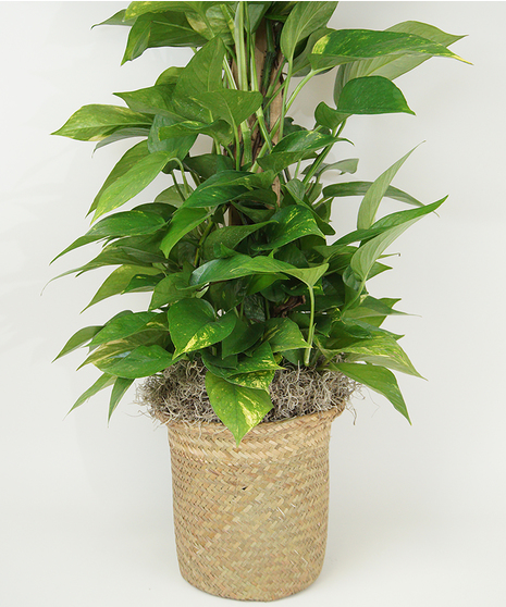 8 INCH POTHOS POLE