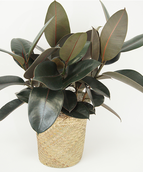 8 INCH RUBBER PLANT