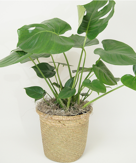 8 INCH MONSTERA DELICIOSA