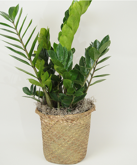8 INCH ZZ PLANT