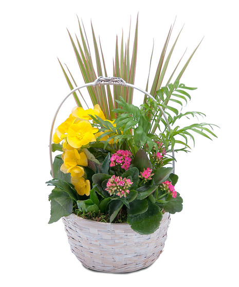 BLOOMIN' SUNSHINE DAYS DISH GARDEN