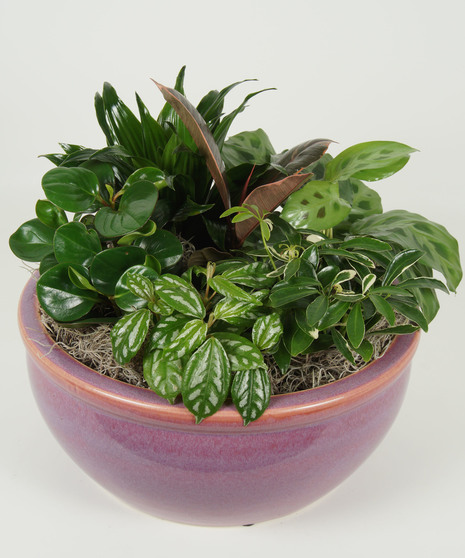 LARGE CERAMIC DISH GARDEN