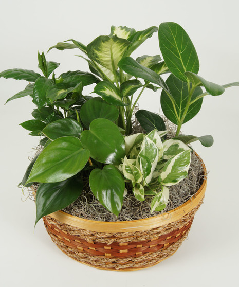 LARGE DISH GARDEN