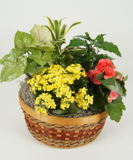 European Dish Garden - Large & Full