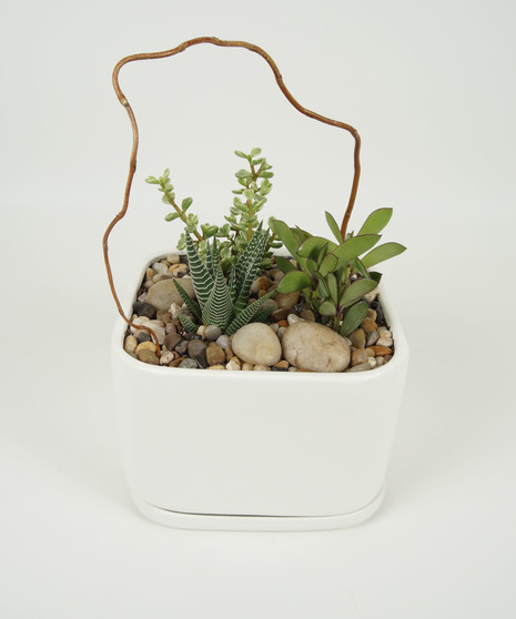 LARGE CERAMIC SUCCULENT GARDEN