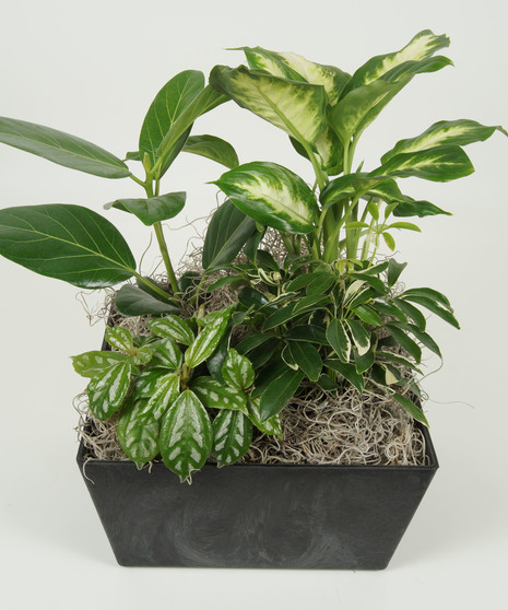 MEDIUM DISH GARDEN