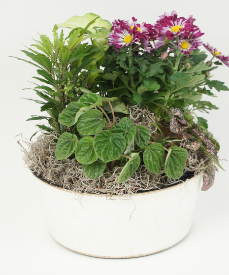 Mums The Word - European Dish Garden