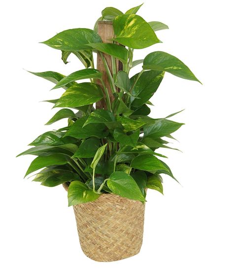 6 Inch Pothos Pole
