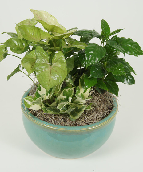 SMALL CERAMIC DISH GARDEN