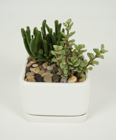 SMALL CERAMIC SUCCULENT DISH GARDEN