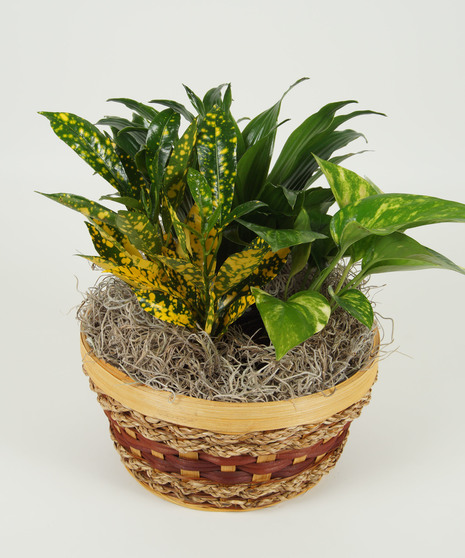 SMALL DISH GARDEN