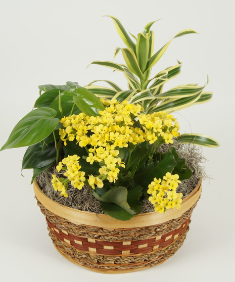 European Dish Garden - Small