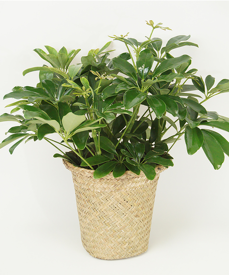 Green Plants