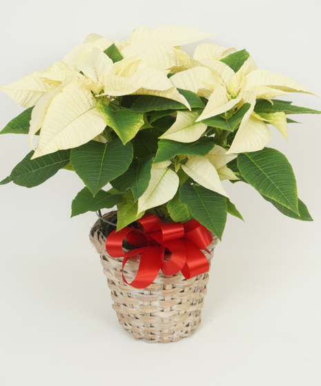 White Poinsettia 6 1/2 Inch