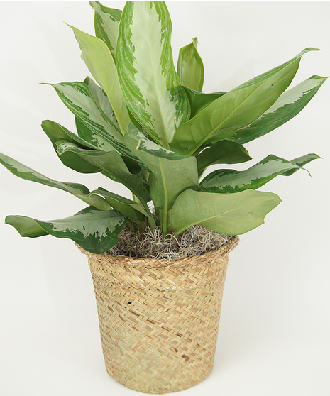 Chinese evergreen floor plant in a basket container.