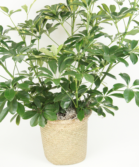 Arbicola schefflera plant in a basket container. 
