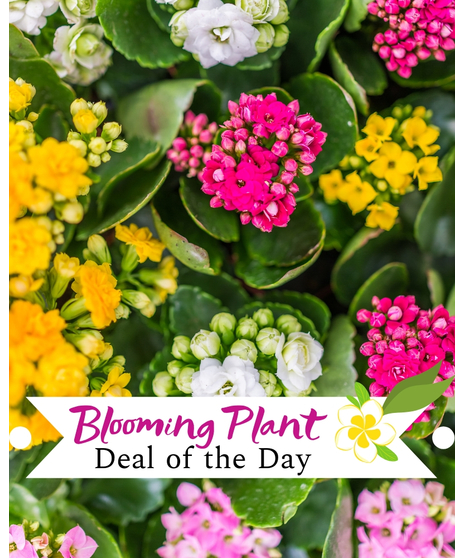 Blooming Plant Deal of the Day