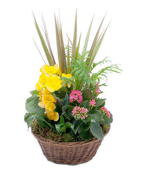 Bloomin' Sunshine Dish Garden