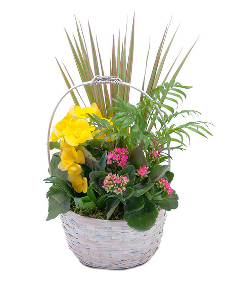 BLOOMIN' SUNSHINE DAYS DISH GARDEN