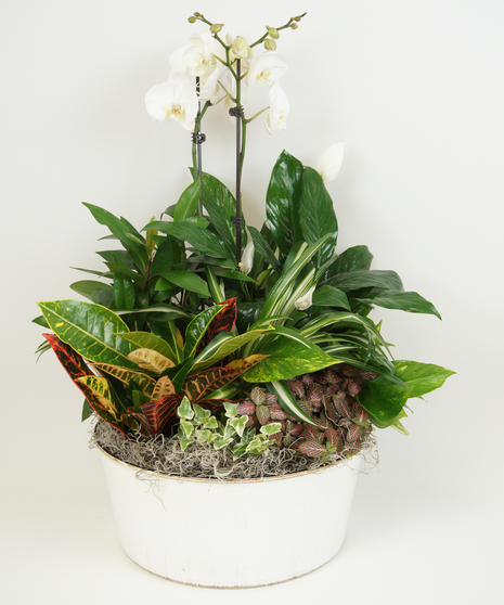 Container filled with an assortment of green plants and an exotic phalenopsis orchid.