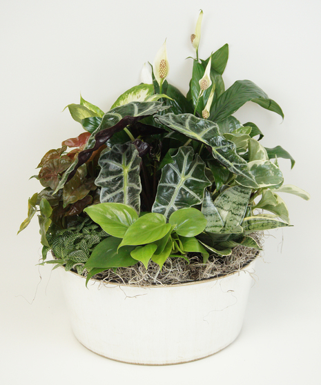 Container filled with an assortment of green plants. 