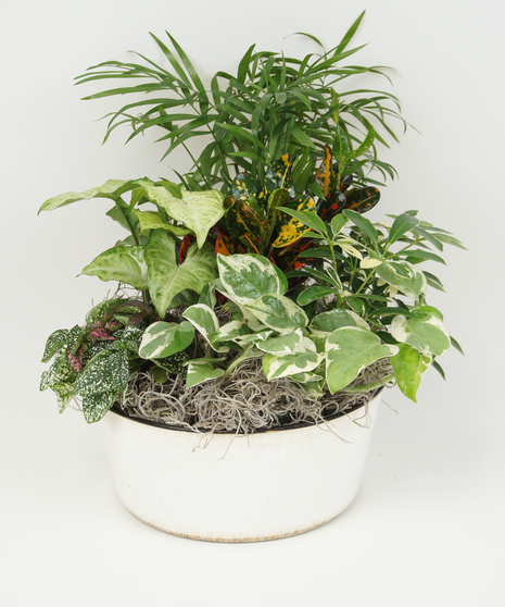 Container filled with an assortment of green plants. 