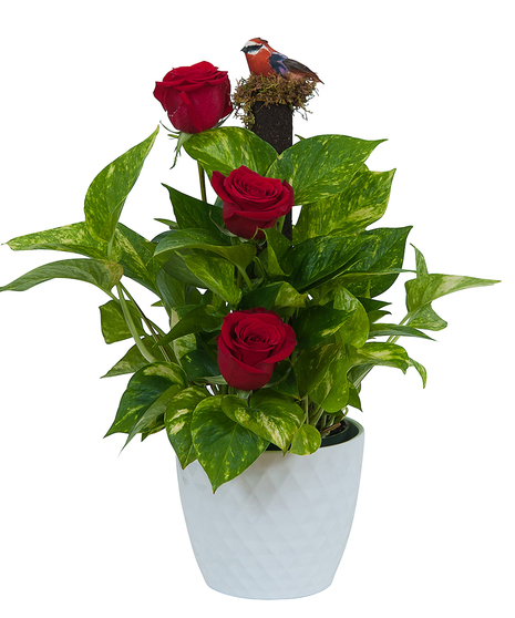 POTHOS ON POLE WITH ROSES & BIRD ACCENT IN CERAMIC POT
