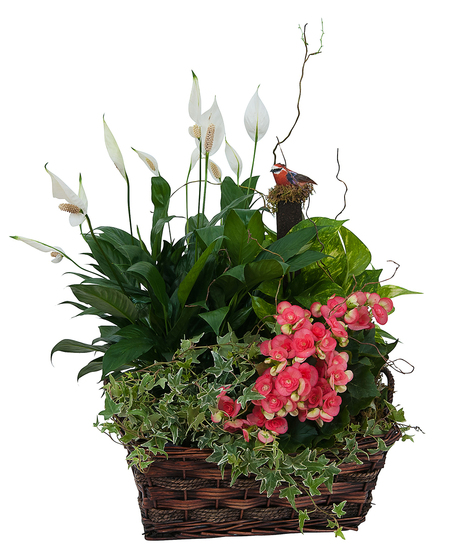 LIVING BLOOMING DISH GARDEN WITH BIRD ACCENT