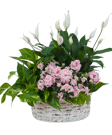 LIVING BLOOMING DISH GARDEN