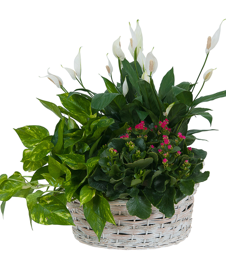 LIVING GARDEN DISH GARDEN