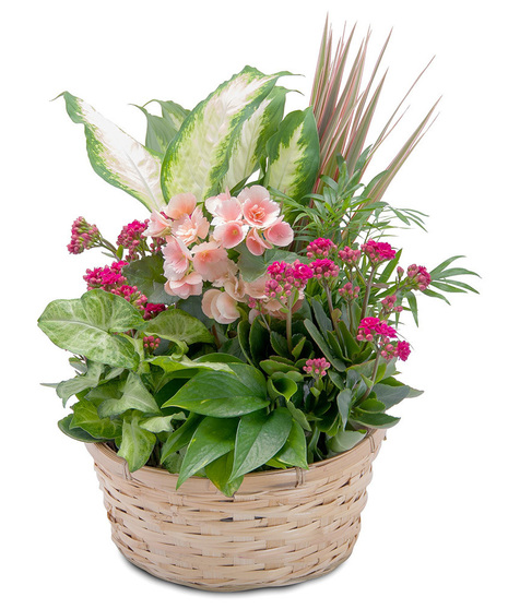 Lush Dish Garden