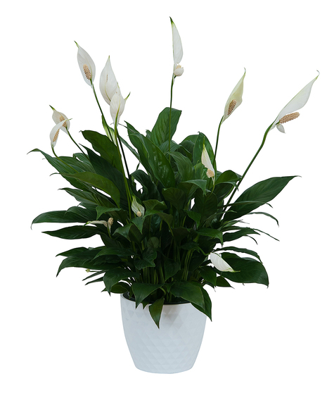 6 INCH PEACE LILY IN CERAMIC POT