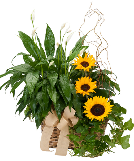 Green plants and sunflowers in a basket tied with a creme bow.