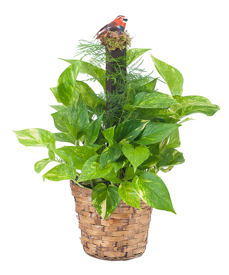 POTHOS ON POLE WITH BIRD ACCENT