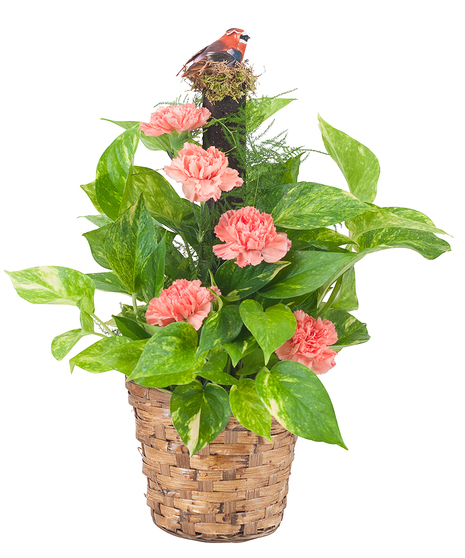 Pothos on Pole - With Carnations & Bird Accent