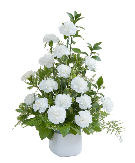 Sympathy arrangement of white carnations and premium foliage. 