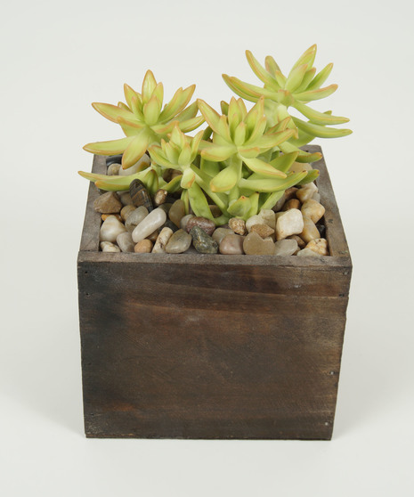 SMALL SUCCULENT BOX