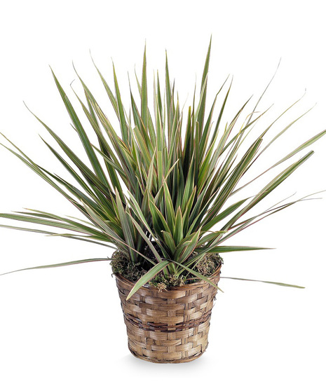 8 INCH DRACAENA MARGINATA