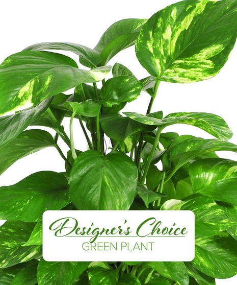Designer's Choice Plant