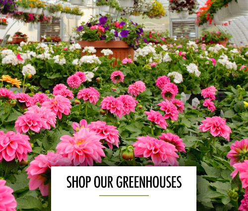 Shop Our Greenhouses