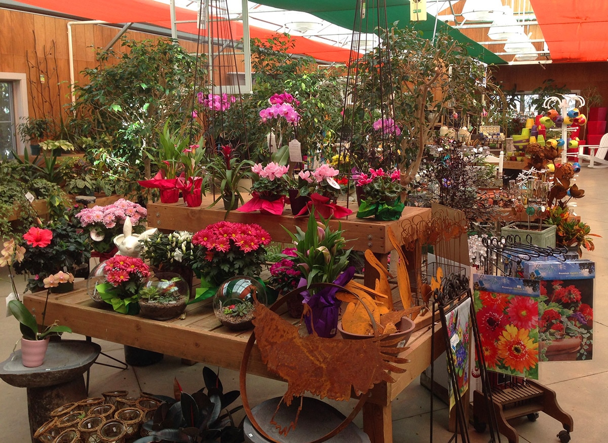 Gorgeous flower and plant arrangements in a wide range of pots and baskets
